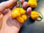 Hot Pepper ‘Scotch Bonnet MOA Yellow’ Seeds (Certified Organic)