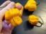 Hot Pepper ‘Scotch Bonnet MOA Yellow’ Seeds (Certified Organic)