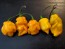 Hot Pepper 'Lemon Ghostly Jalapeno' Seeds (Certified Organic)