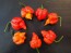 Hot Pepper 'Mustard Moruga Brains x Gator Jigsaw RED CROSS' Seeds (Certified Organic)