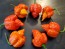 Hot Pepper 'Mustard Moruga Brains x Gator Jigsaw RED CROSS' Seeds (Certified Organic)