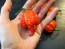 Hot Pepper 'Mustard Moruga Brains x Gator Jigsaw RED CROSS' Seeds (Certified Organic)