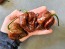 Hot Pepper ‘Trinidad Chocolate Scorpion Cappuccino’ Seeds (Certified Organic)