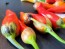 Hot Pepper ‘Bleeding Rawit White' Seeds (Certified Organic)