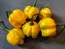 Hot Pepper ‘Trinidad Scorpion Orange’ Seeds (Certified Organic)