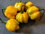 Hot Pepper ‘Trinidad Scorpion Orange’ Seeds (Certified Organic)