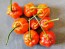 Hot Pepper ‘Bleeding Jack' Seeds (Certified Organic)