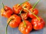 Hot Pepper ‘Bleeding Jack' Seeds (Certified Organic)