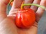 Hot Pepper ‘Bleeding Jack' Seeds (Certified Organic)