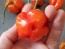 Hot Pepper ‘Bleeding Jack' Seeds (Certified Organic)