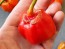 Hot Pepper ‘Bleeding Jack' Seeds (Certified Organic)