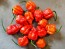 Hot Pepper 'Red 7 Pot’ Seeds (Certified Organic)