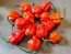 Hot Pepper 'Red 7 Pot’ Seeds (Certified Organic)