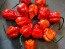 Hot Pepper 'Red 7 Pot’ Seeds (Certified Organic)