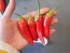 Hot Pepper ‘Bleeding Rawit White' Seeds (Certified Organic)