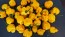 Hot Pepper 'Papa Dreadie Scotch Bonnet' Seeds (Certified Organic)