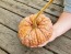 Pumpkin 'Black Futsu' Seeds (Certified Organic)