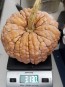 Pumpkin 'Black Futsu' Seeds (Certified Organic)