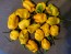 Hot Pepper 'Lemon Ghostly Jalapeno' Seeds (Certified Organic)