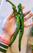 Hot Pepper ‘Hangjiao #5 (HJ5) Helix Nebula Space Chili’ Seeds (Certified Organic)