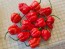 Hot Pepper 'Red 7 Pot’ Seeds (Certified Organic)