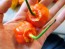 Hot Pepper ‘Bleeding Jack' Seeds (Certified Organic)