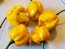 Hot Pepper ‘Trinidad Scorpion Orange’ Seeds (Certified Organic)