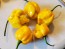 Hot Pepper ‘Trinidad Scorpion Orange’ Seeds (Certified Organic)