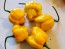 Hot Pepper ‘Trinidad Scorpion Orange’ Seeds (Certified Organic)