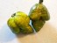 Hot Pepper 'Mustard Moruga Brains x Gator Jigsaw' Seeds (Certified Organic)