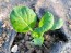 Chijimasai Seeds (Certified Organic)