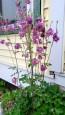 Double Pink Columbine Seeds (Certified Organic)