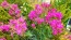 Catchfly/Cottage Pinks/Chimney Pinks Seeds (Certified Organic)