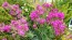 Catchfly/Cottage Pinks/Chimney Pinks Seeds (Certified Organic)