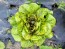 Lettuce 'Freckles' Seeds (Certified Organic)