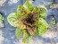 Lettuce 'Freckles' Seeds (Certified Organic)