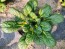 Chijimasai Seeds (Certified Organic)