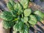 Chijimasai Seeds (Certified Organic)