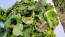 Lettuce 'Freckles' Seeds (Certified Organic)