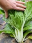 Pak Choi 'White Stem' Seeds (Certified Organic)