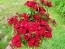 Sweet William 'Single Mixed Colors Pink and Red' Seeds (Certified Organic)