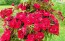 Sweet William 'Single Mixed Colors Pink and Red' Seeds (Certified Organic)