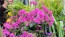 Catchfly/Cottage Pinks/Chimney Pinks Seeds (Certified Organic)