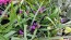 Spiderwort AKA Spider Lily, Purple