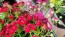 Sweet William 'Single Mixed Colors Pink and Red' Seeds (Certified Organic)