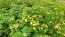 Chrysanthemum 'Golden Ball' Seeds (Certified Organic)