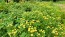 Chrysanthemum 'Golden Ball' Seeds (Certified Organic)