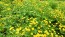 Chrysanthemum 'Golden Ball' Seeds (Certified Organic)