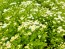 Feverfew 'White Stars' Seeds (Certified Organic)