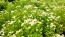 Feverfew 'White Stars' Seeds (Certified Organic)